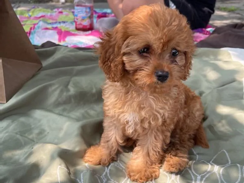 Dotties Lil Blessings