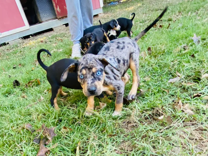 Double A Catahoulas