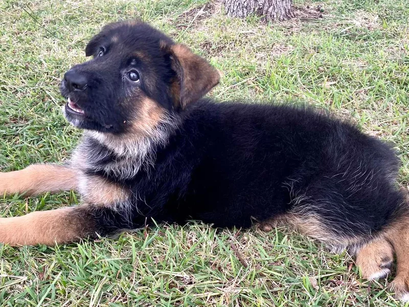 Double A German Shepherds