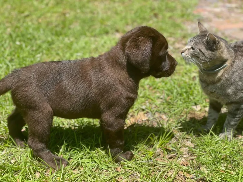 Double Banded Labradors