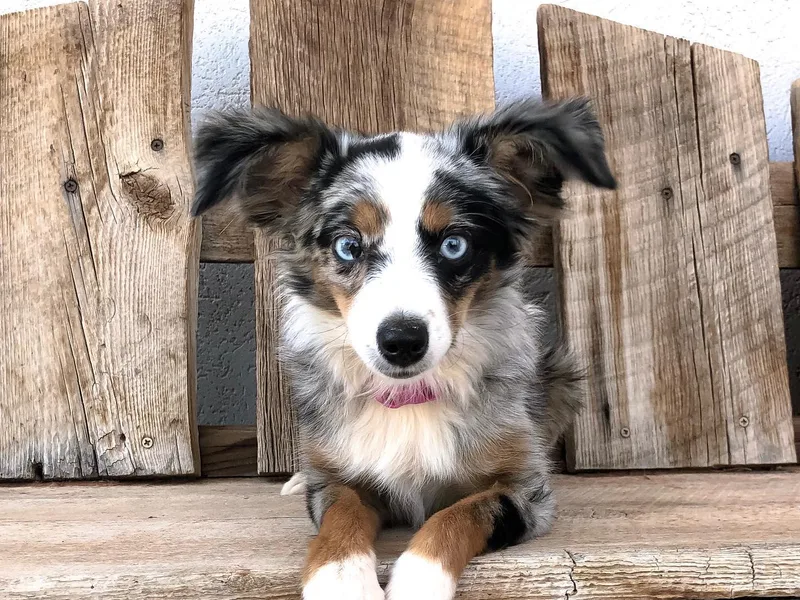 Double Bar H Corgis &amp; Aussies