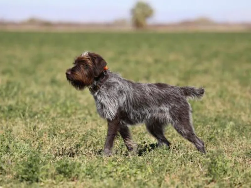 Double Barrel Griffons and  Flatbrook Sporting Dogs