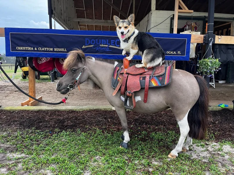 Double C Corgi's photo 1