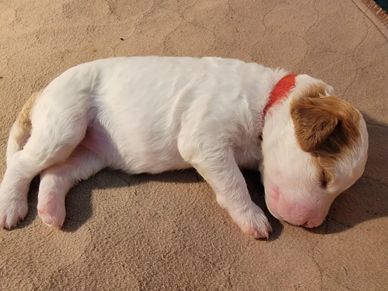 Double Creek Goldendoodles
