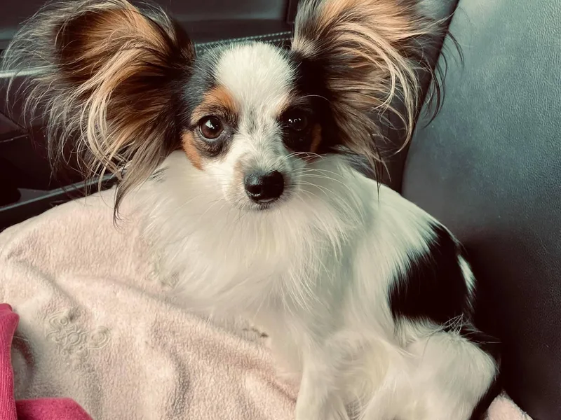 Double D farm featuring Nova papillons