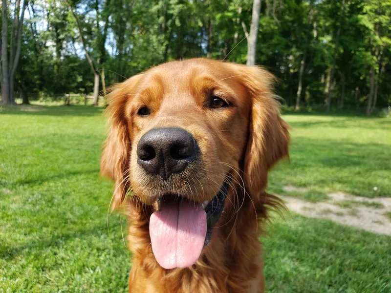 Double D Ranch Golden Retrievers LLC
