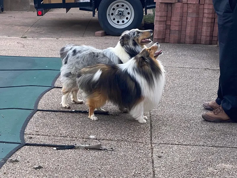 Double Dare Shelties