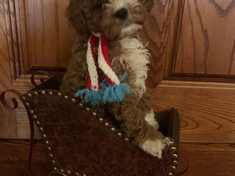 Double Diamond Cavapoos photo 1