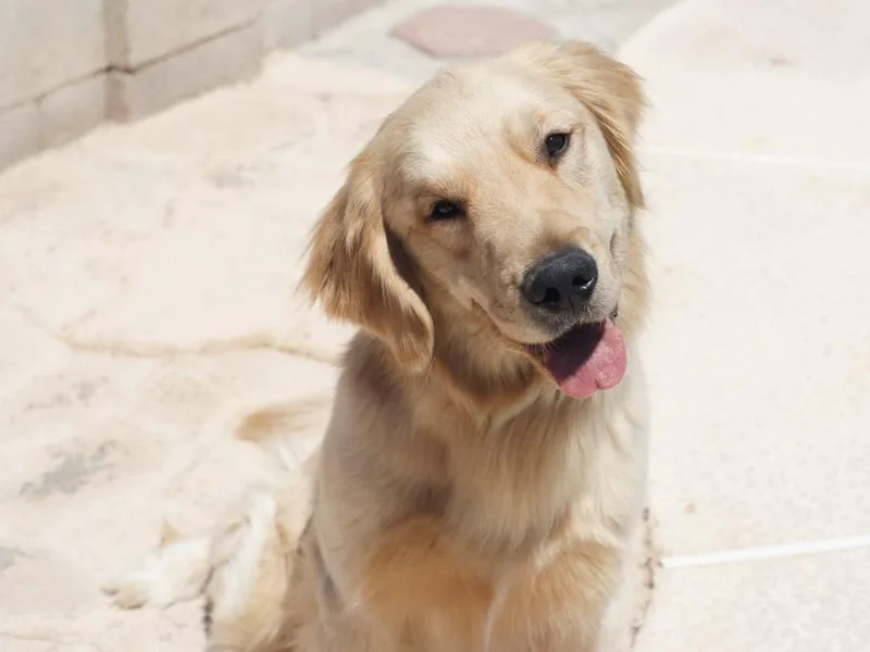 Double Down Retrievers