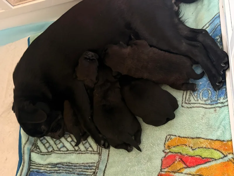 Double Dutch Pug Co.