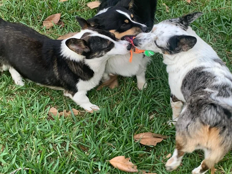 Double G Corgis photo 1