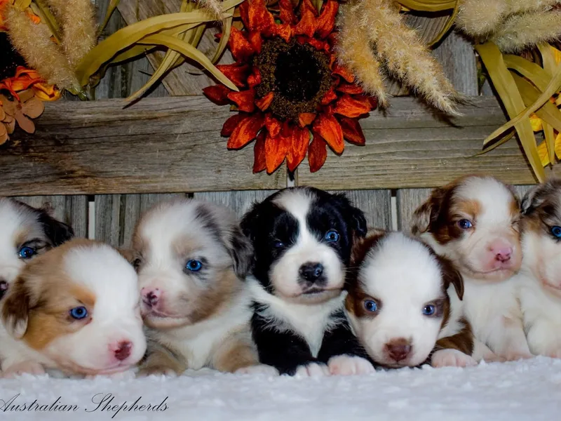Double H Australian Shepherds