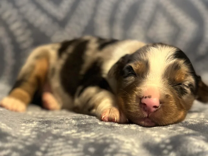Double H Farms Mini Aussies