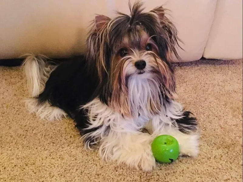 Double Heart’s Biewer Terriers