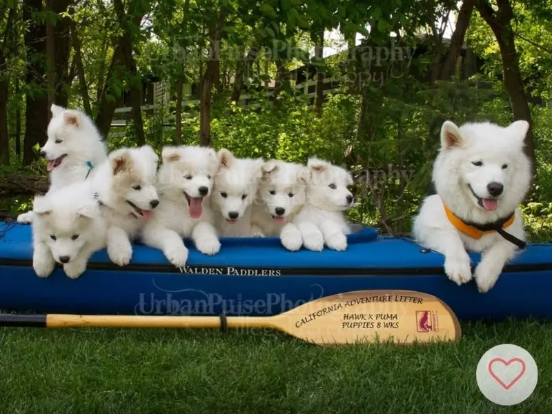 Double Helix Samoyeds