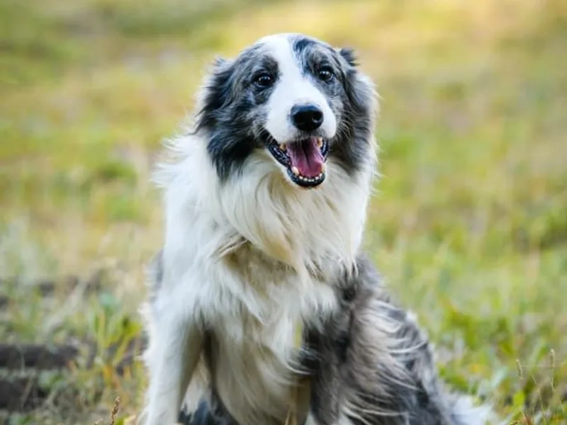 Double J &amp; L Ranch Border Collies