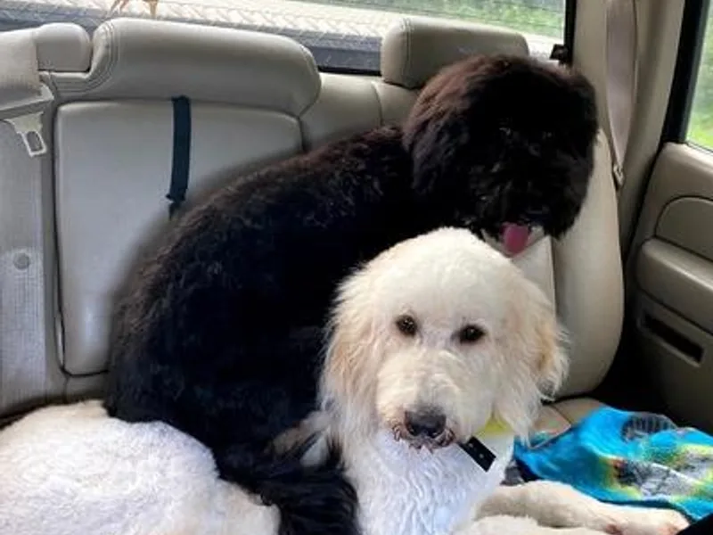 Double J Doodle Farm