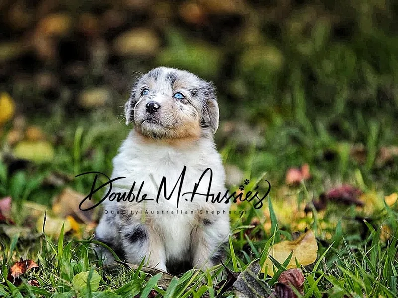Double M Aussies