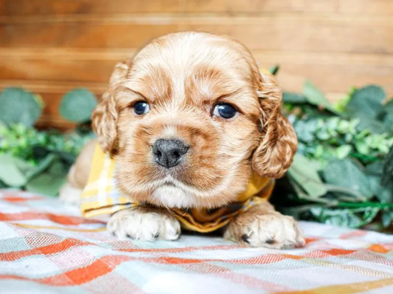 Double M Cocker Spaniels