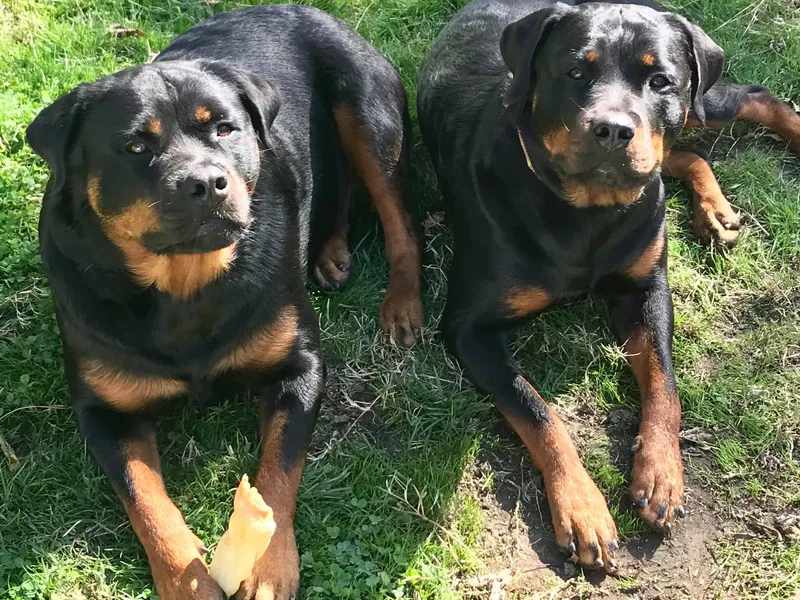 Double Mills Rottweilers