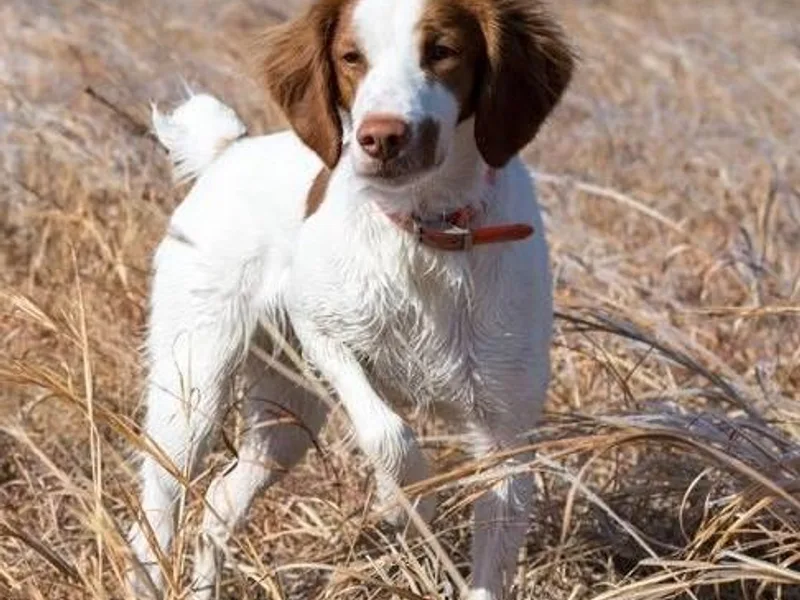 Double Oak Brittnays