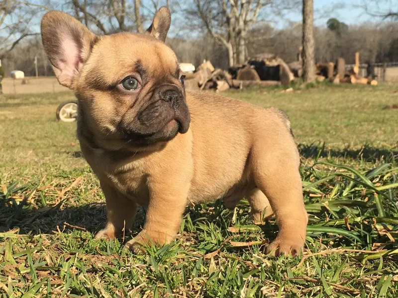 Double Oak Frenchies