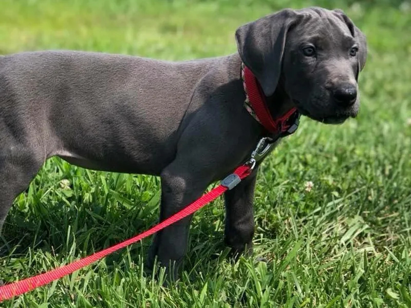 Double R Danes