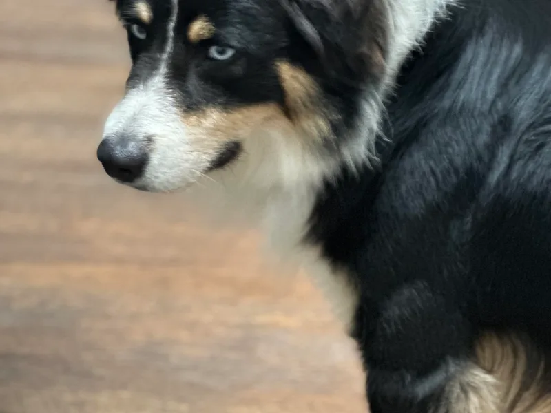 Double R Farm Aussies