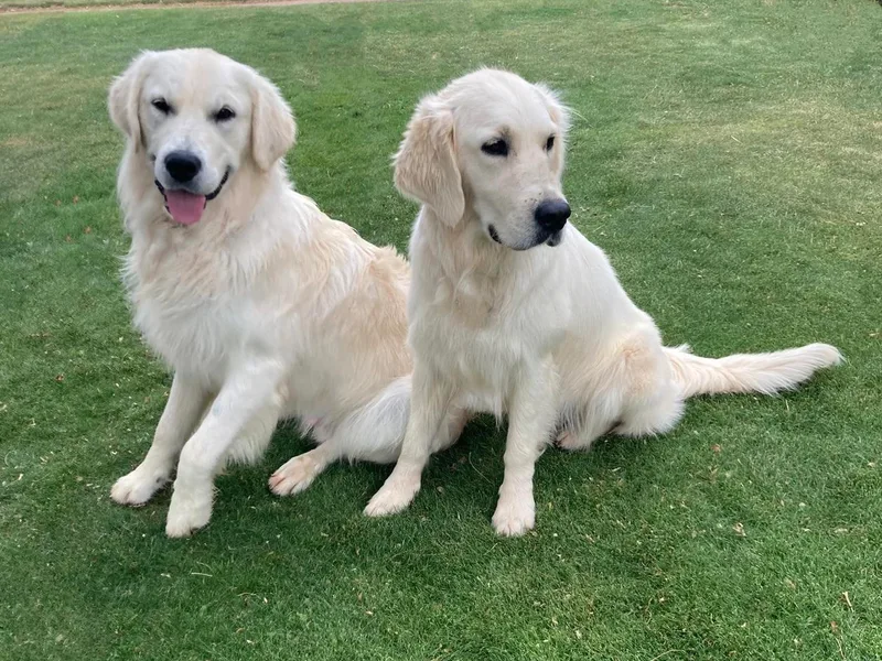 Double R Retrievers