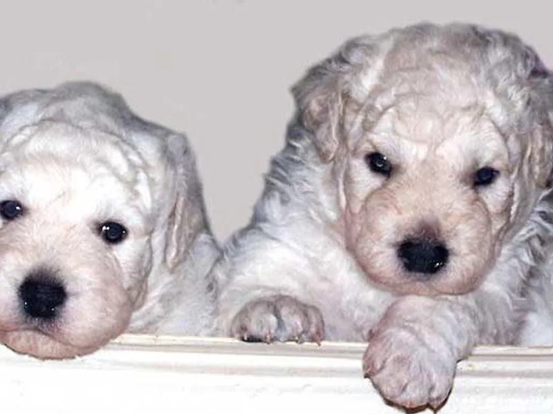 Double Ring Kuvasz photo 1