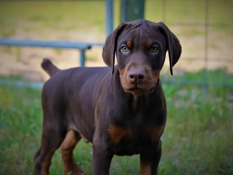 Double River Dobermans