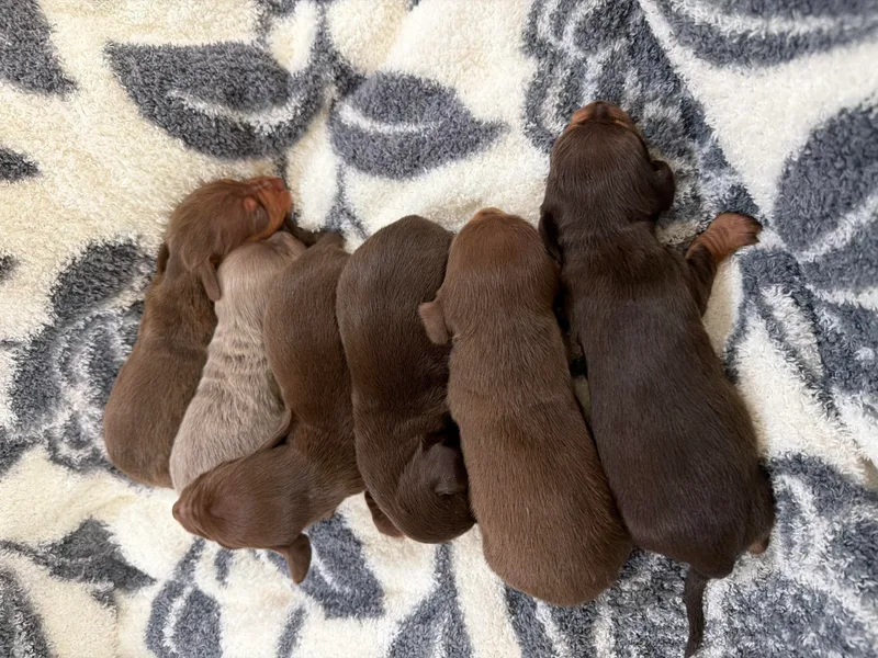Double T Dachshunds photo 1