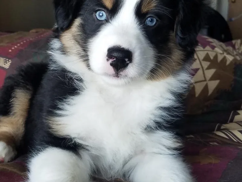 Double T Mini Aussies