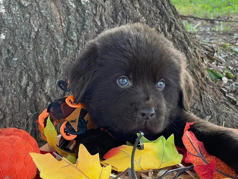 Double T Newfoundlands &amp; Cocker Spaniels