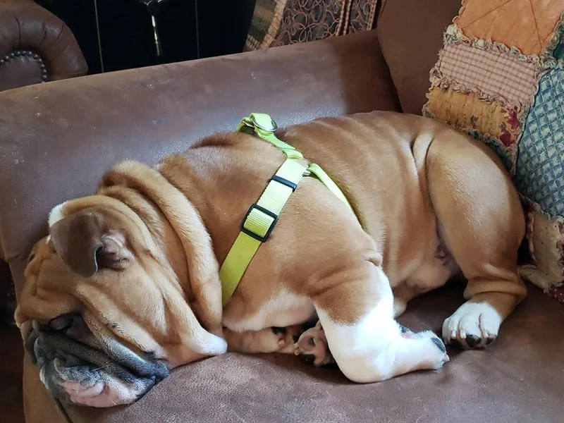 Double T's Bulldogs