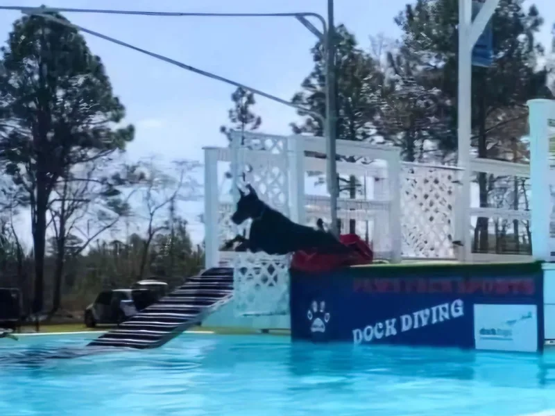 Double-Take Doberman Kennels