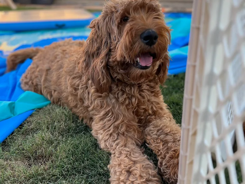 Double the Doodles photo 1