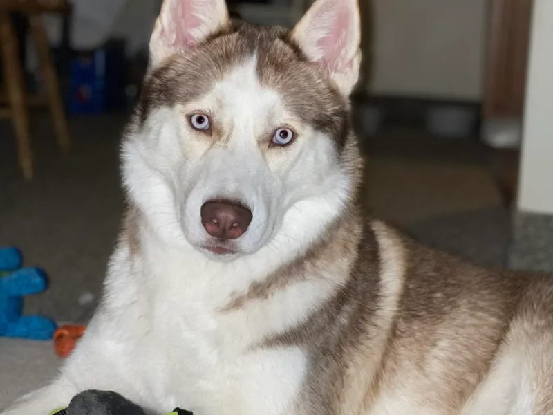 Double Trouble Huskies