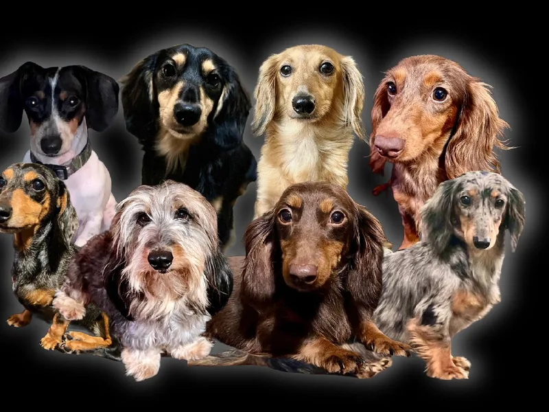 Double W Doxies photo 1