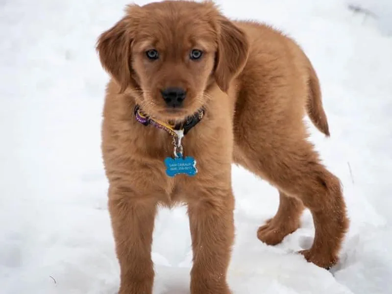 Double W Golden Retrievers