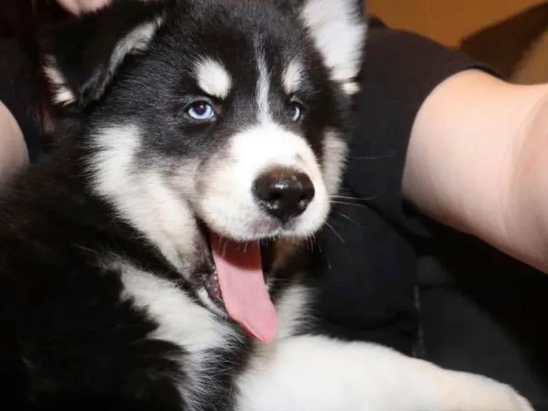 DoubleBee Pomsky Pups