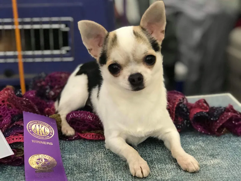 Doubletake Chihuahuas