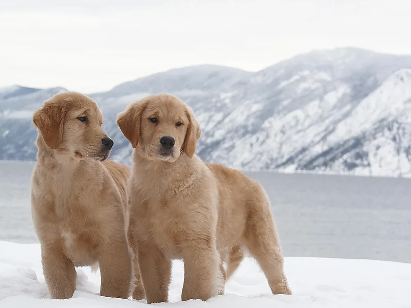 DoubleTake Goldens
