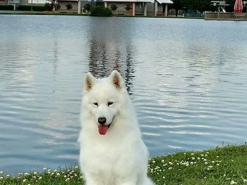 Doubletake Samoyed