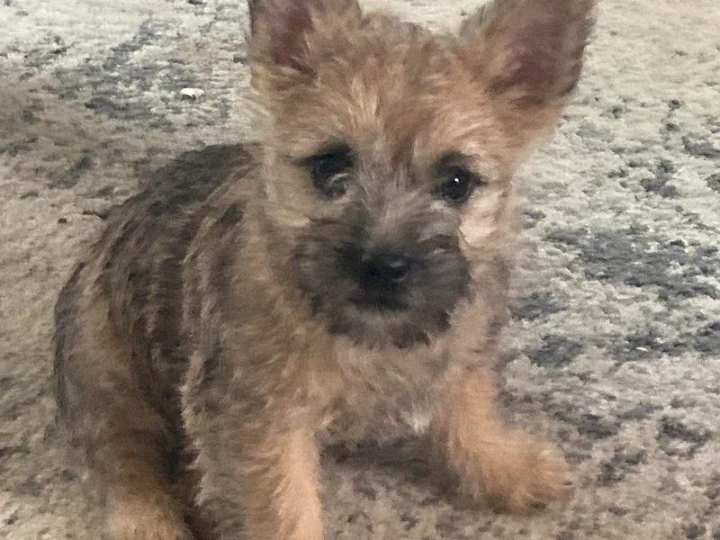 Doug Joray &amp; Holly Hill Cairn Terriers