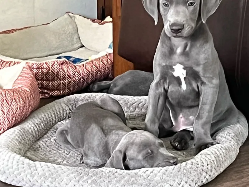 Doug’s Blue Lacy Puppies