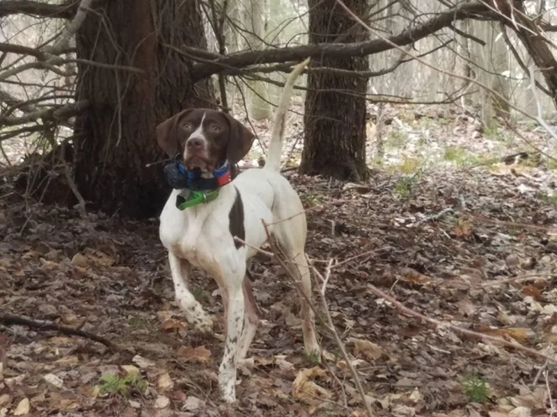 Doug's Pups photo 1