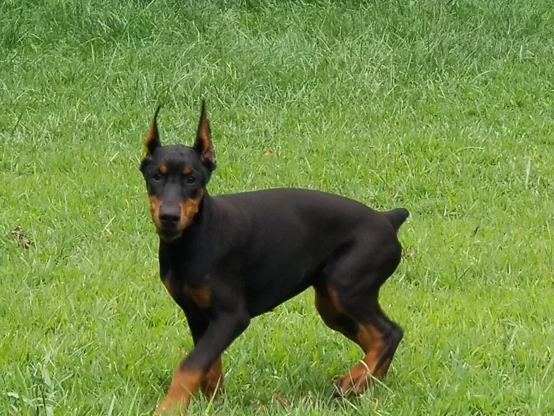 Douglass Dobermanns