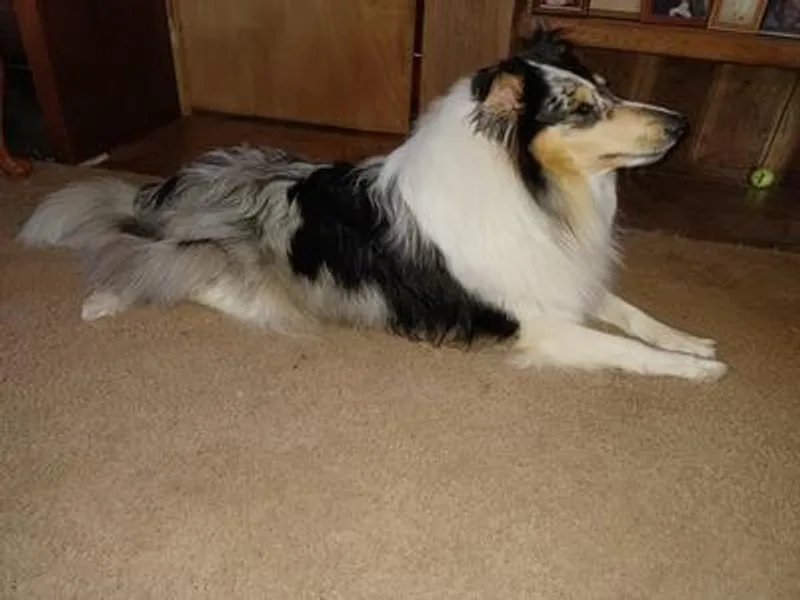 Dove Creek Collies
