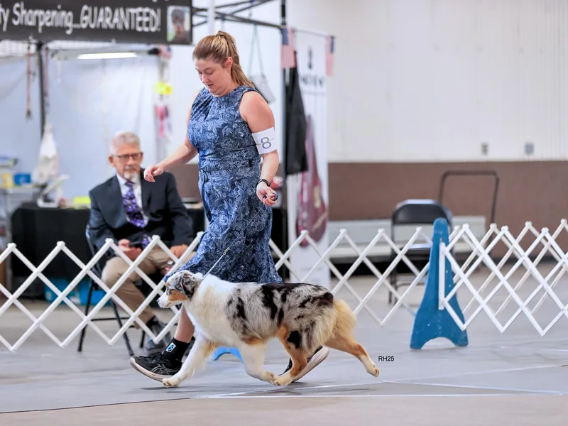 Dovehawk Australian Shepherds